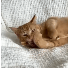 Natural Silvervine Dental Sticks for Cats